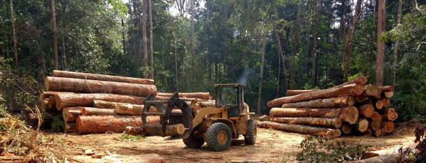 How Our Tree Care Process Works  in  Riverwoods, IL