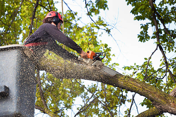 Lawn Watering Services in Riverwoods, IL