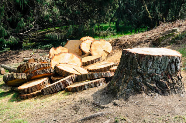 Reliable Riverwoods, IL Tree Care Solutions